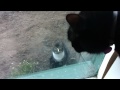 Neighborhood cat wants to be friends