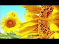 Sunflowers relaxing music - Beautiful piano music for stress relief