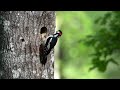 Большой пёстрый дятел  Great Spotted Woodpecker