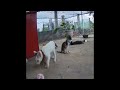Funniest Cats and Dogs Videos 🙀🐈 Best Funny Animal Videos 2024 😅