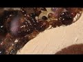 Texas Bicolored Carpenter Ants and their New Home