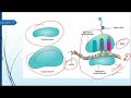ribosomes - lecture 11 - cell biology شرح بالعربي