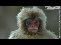 Robot Spy Monkey Enjoys A Spa With Snow Monkeys!