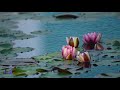 Relaxing Music to Fall Asleep | Relax Music, Meditation Music, Study Music, Ambient Music |10 Hours