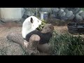 Panda Bear at Atlanta Zoo