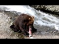 Grizzly Catching Salmon