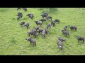 The fascinating World of Wildlife|Rhinos|Giraffes|Buffalo|Hippos