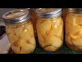 Canning Organic Red Potatoes #potatoes # homecanning2024 #amishgrown