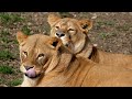 LIONS: 8K ULTRA HD WILD ANIMALS