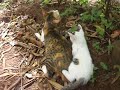 Cute White Kitten Calling her Mother..!!