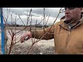 How to Prune a Three (3) Year Old Peach Tree