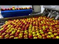 119 Satisfying Videos Modern Food Technology Processing Machines That Are At Another Level ▶33
