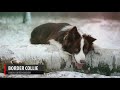DOG BREEDS - Part 2 - Learn Different Types of Dogs | Breeds of Dogs 101