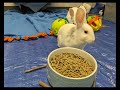 Baby bunnies at House Rabbit Network
