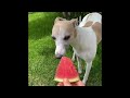Funniest Animals 2024 😂 Best Funny Cats and Dogs 😻🐶 Part 8 | Cute Baby Dogs