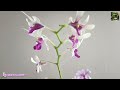 Best organic fertilizer for orchids | Orchids | Small Garden Corner