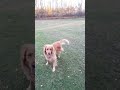 throwing ball for the dog