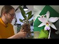 CHATTY REPOT WITH ME | Cattleyas | Laelias | Angraecum