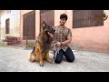 German Shepherd k Puppy Ageay, The World Biggest Black Shepherd Kannel, Dog Puppy Hsn Entertainment