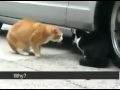 A Real Catfight