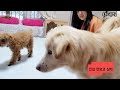 미국에 입양가기 위해 호두네 집에서 연습중인 유기견 강아지(임보2편)