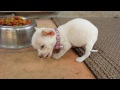 Chihuahua puppy trying to eat a kibble