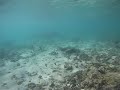 Squid - The Bight, Norman Island BVI