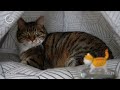 1 Hour Chill | Cat & Miniature Cat | Lofi | Music | Relax | Calm | Study | Sleep