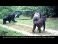 Gabonese Gorilla family all have cool reactions to their mirror reflection except for the silverback