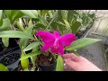 Sunset Valley Orchids Nursery Tour | Thousands of Colorful Cattleya Hybrids & Unique Orchid Blooms!