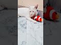 Cat in love with Nemo fish toy 😍 ❤️|Cat and fish toy|
