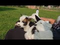 Cute Funny Baby Goats Chewing