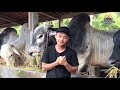 BIGGEST INDONESIA BULL - BERKAH SETIA FARM