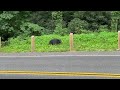 Black Bear in the Smoky Mountains 7/17/24