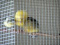 Canaries Feed Growing Chicks