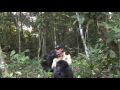 Damian Aspinall's reunion with wild gorilla, Kwibi [FULL VERSION]