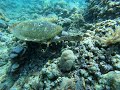 Sea turtle eating / Meeresschildkröte beim Essen