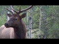 Elk Bugle up close.