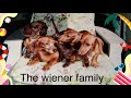 The wiener  family (CUTE!!) @TheBeatles
