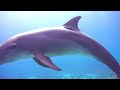 Our Planet | Animals Of Ocean 4K: Shark (4K ULTRA HD) - Scenic Relaxation Film With Calming Music
