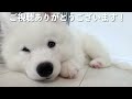 ホームセンターで初対面の人にもしつこく甘えてしまう人懐っこすぎる犬【サモエド】