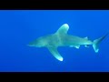 Shark Attack - breathtaking highlight of my recent Red Sea diving safari.