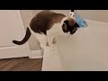 Curious and Chaotic Cats in the Bathtub
