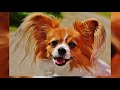Small Dog breeds that Stay small [Top 10 Small Dog Breeds for Families]