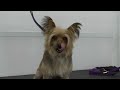 I'd be mad too if someone did this to me 😂 | Yorkshire Terrier rage