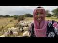 35 hector Farm Tour of the Edna Adan University Faculty of Agriculture in Hargeisa Somaliland 2021