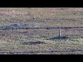 coyote hunting  Prairie dogs  in Colorado inside the Denver city limits