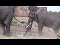 Beautiful Elephant Tusker - 