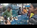 cheapest dog puppy market in kolkata | retriever, shihtzu, Chow chow, husky Labrador | only rs 3999