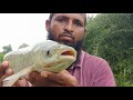 Big Piranha Fish Catching|Red bellied Fishing|Grass carp Fishing|piranha Fishing|Rup Chand Fishing